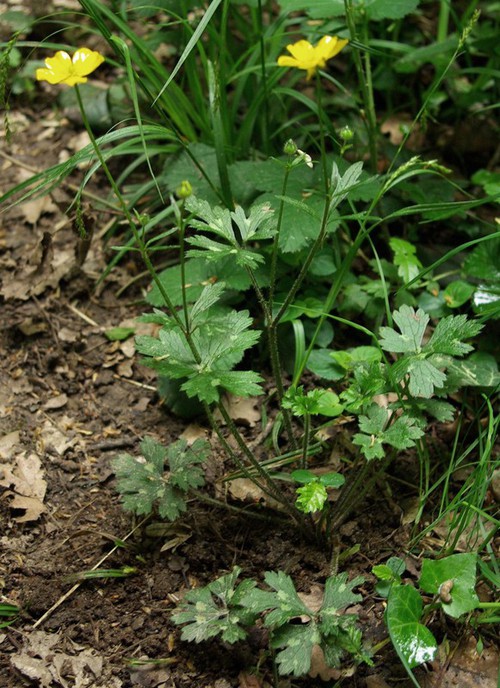 Ranunculus tuberosus