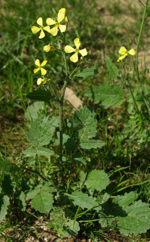 Raphanus raphanistrum