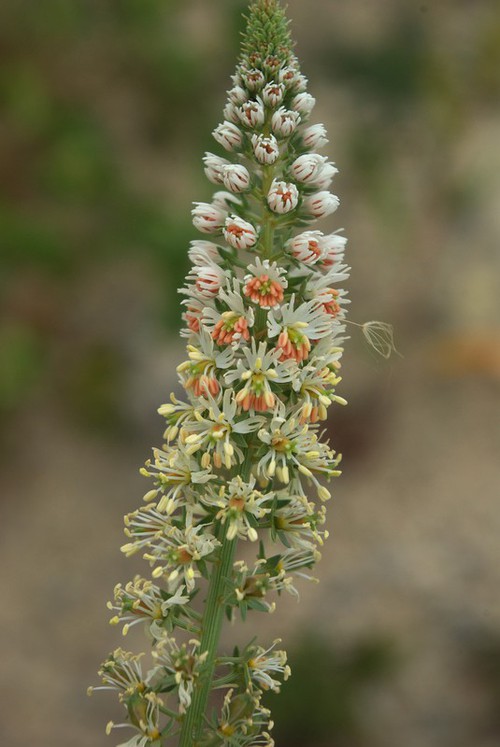 Inflorescence