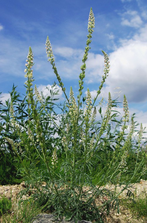 Reseda alba