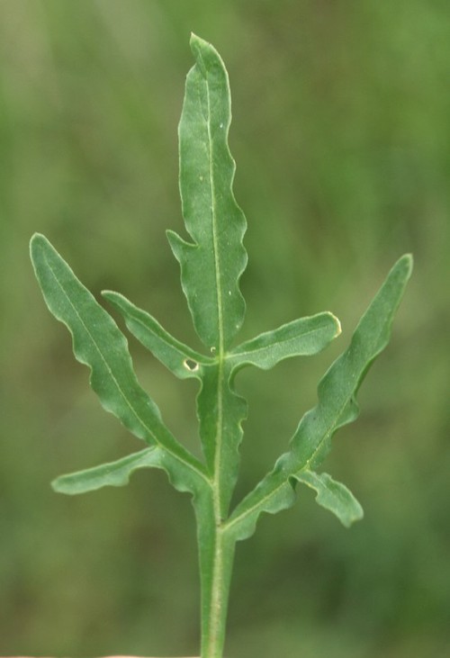 détail feuilles