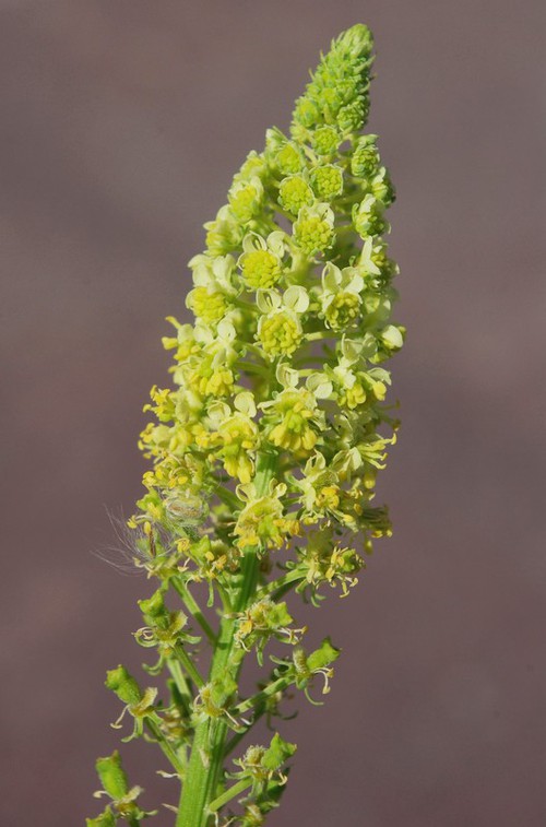 détail fleur