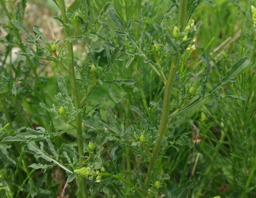 feuille