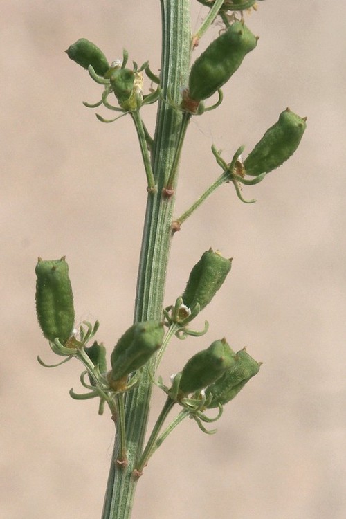 fruit