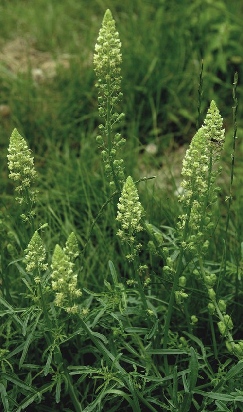 inflorescence