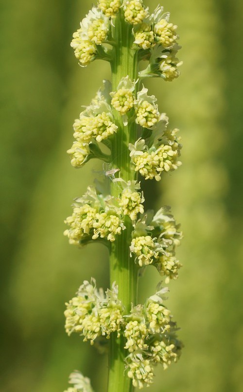 détail fleur