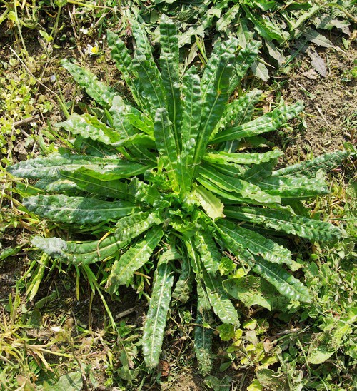 feuille basale