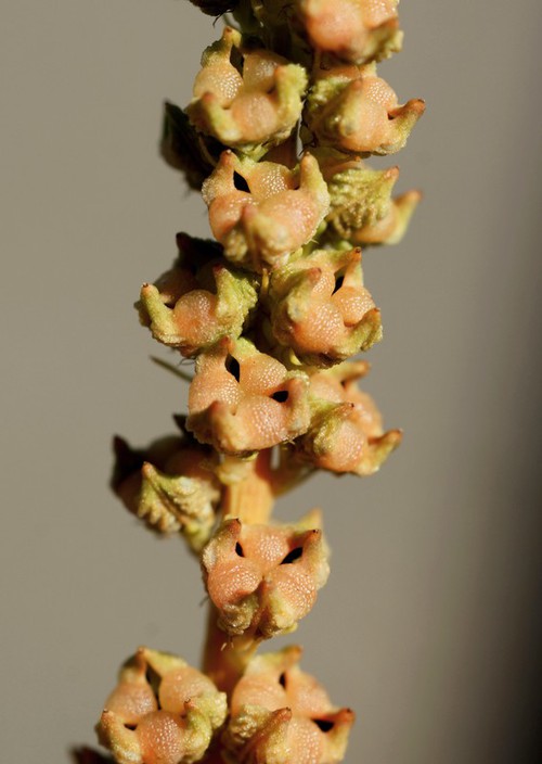 fruit