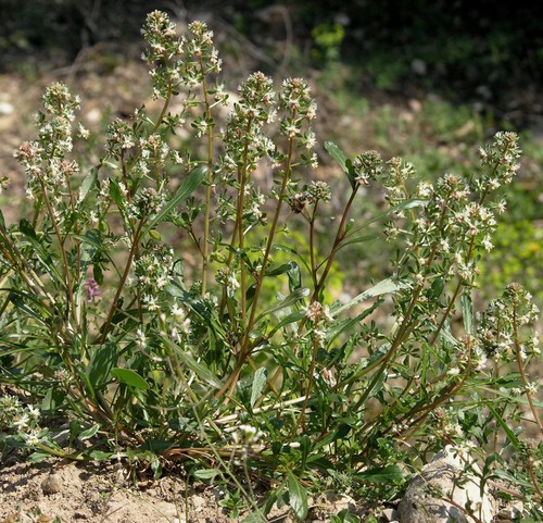 Plante entière