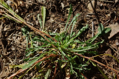 feuille basale