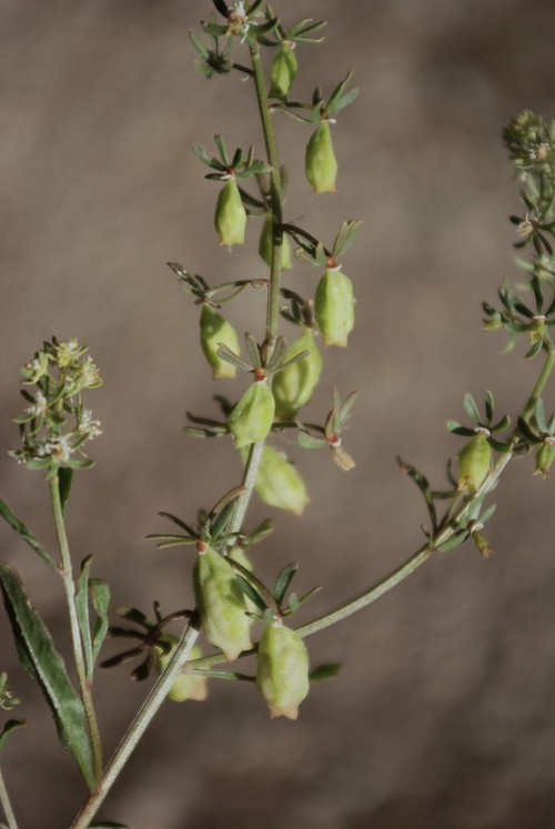 fruit