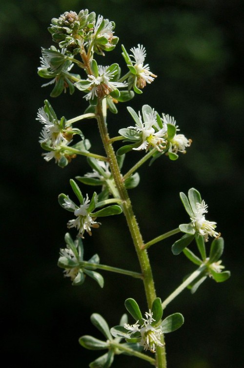 inflorescence