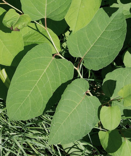 feuille