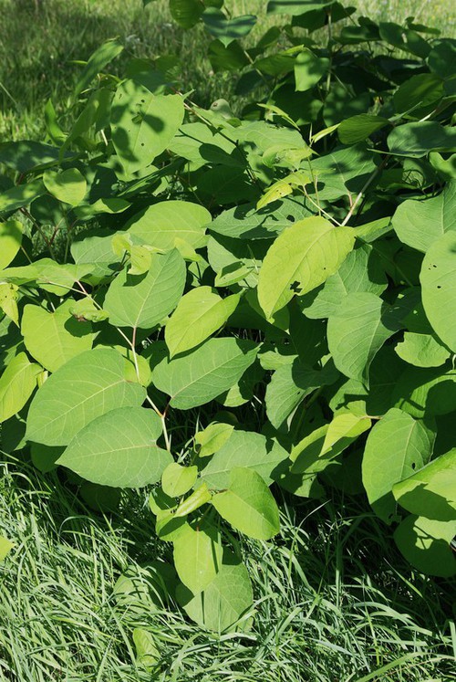 Plante entière