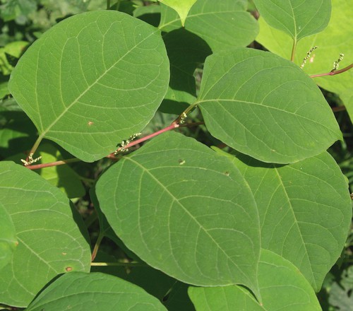 feuille