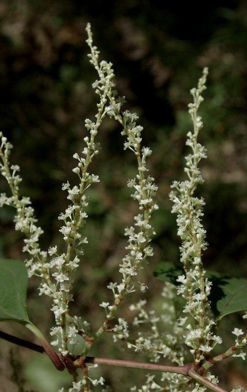 inflorescence
