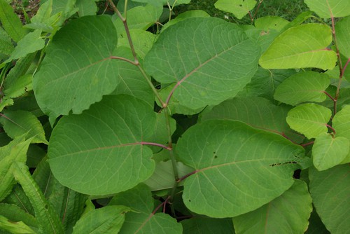 feuille