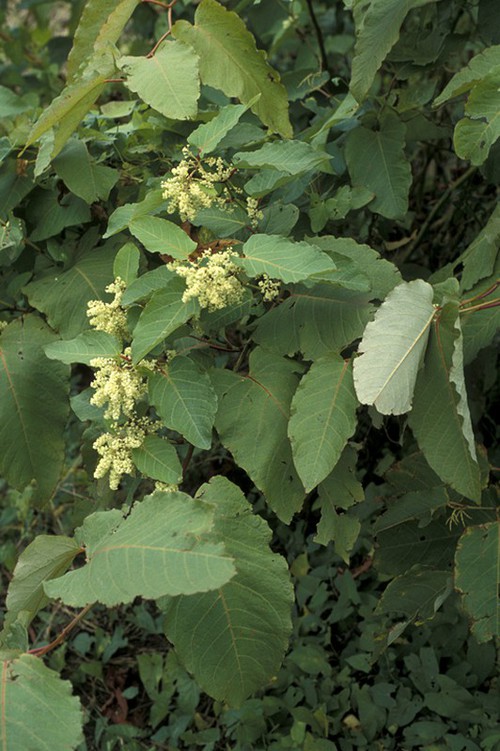 inflorescence
