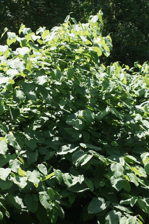 Plante entière