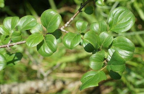 feuille