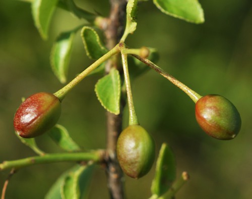fruit