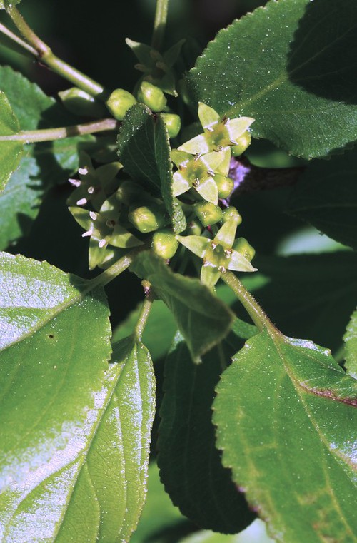 inflorescence