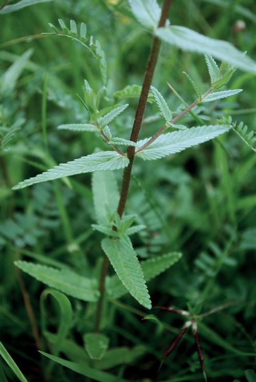 feuille
