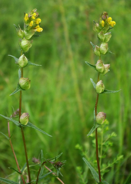 Rhinanthus minor