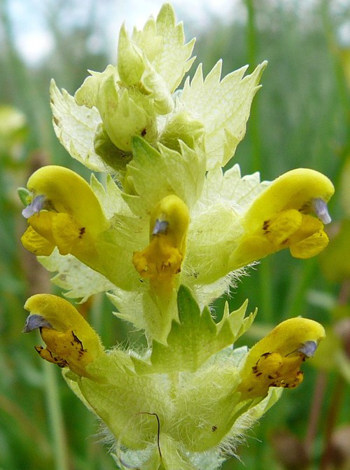 inflorescence