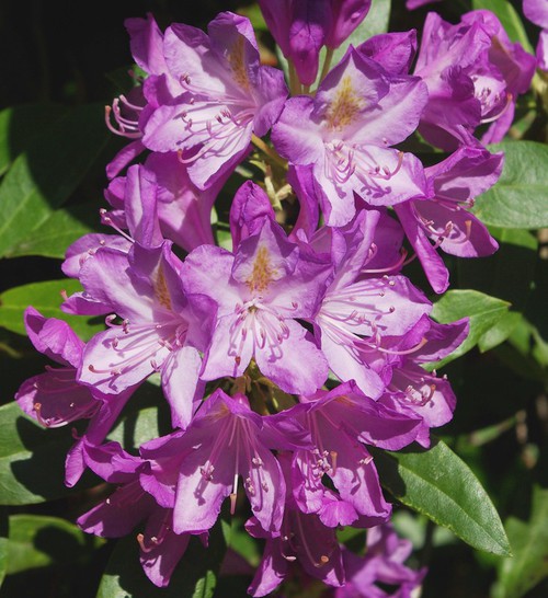 détail fleur