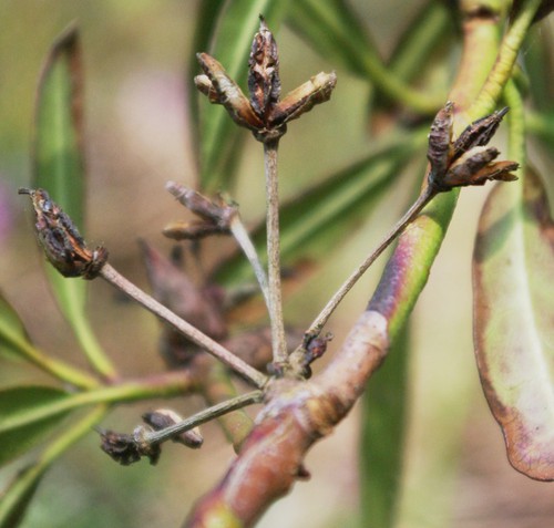 fruit
