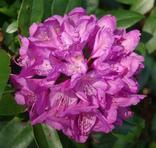 inflorescence