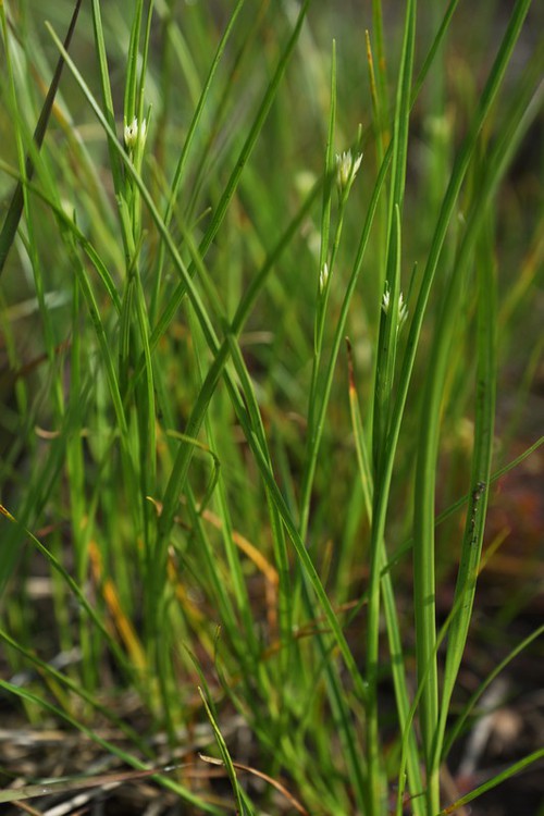 feuille