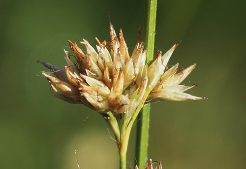 fruit