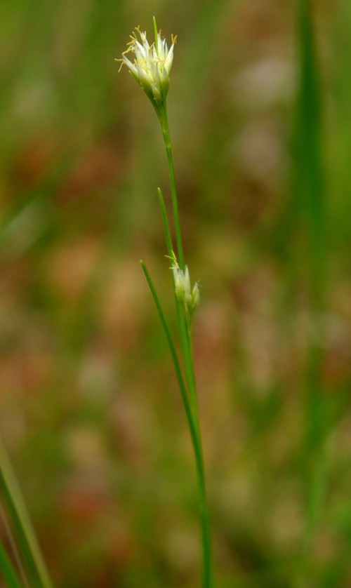 inflorescence
