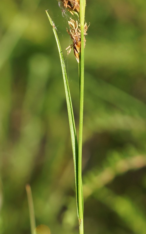 feuille