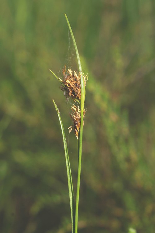 inflorescence