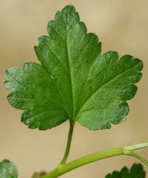 feuille
