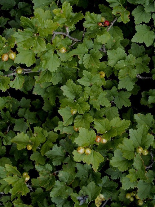fruit