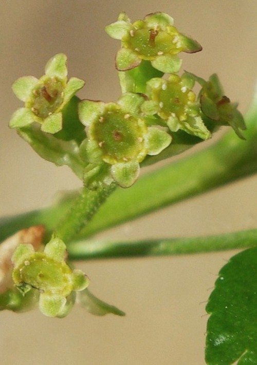 inflorescence
