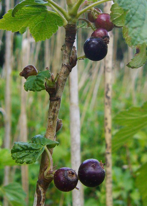 détail fruit
