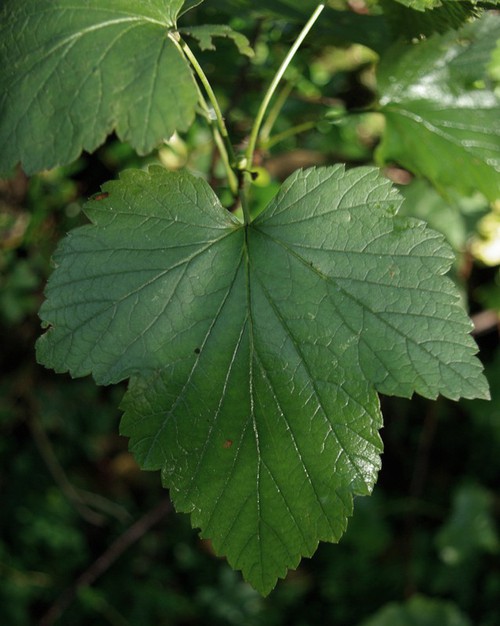 feuille