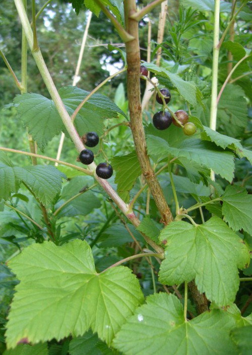 fruit