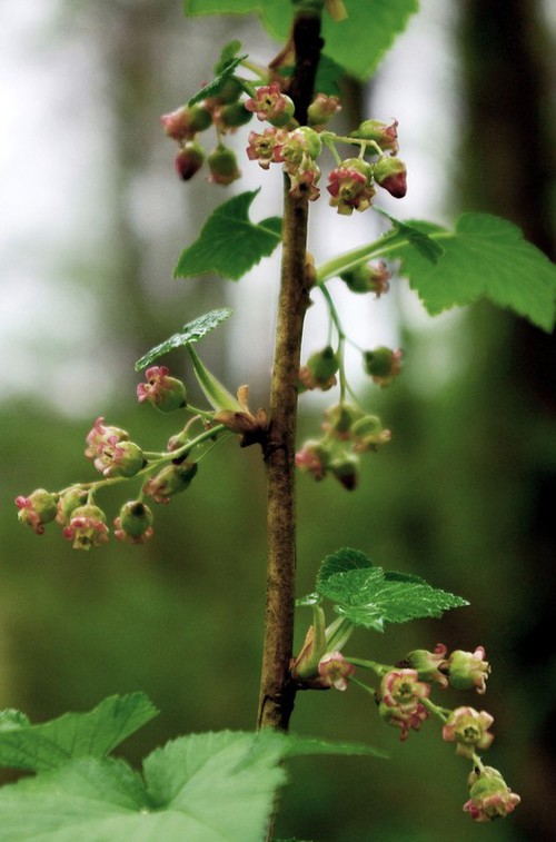 inflorescence
