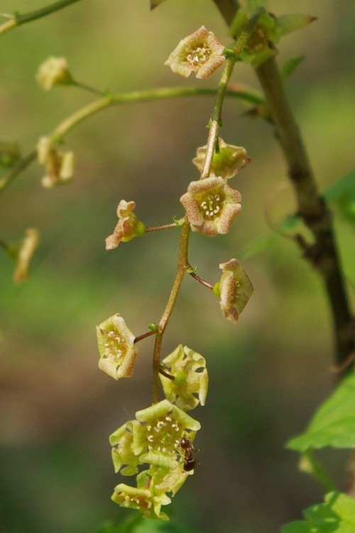 détail fleur