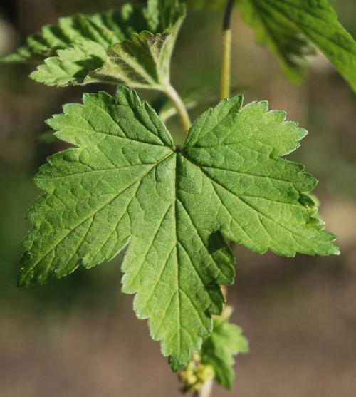 feuille