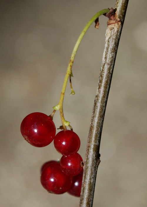 fruit
