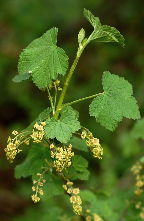inflorescence