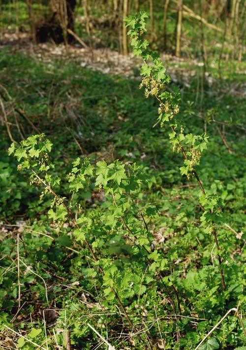 Plante entière