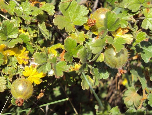détail fruit